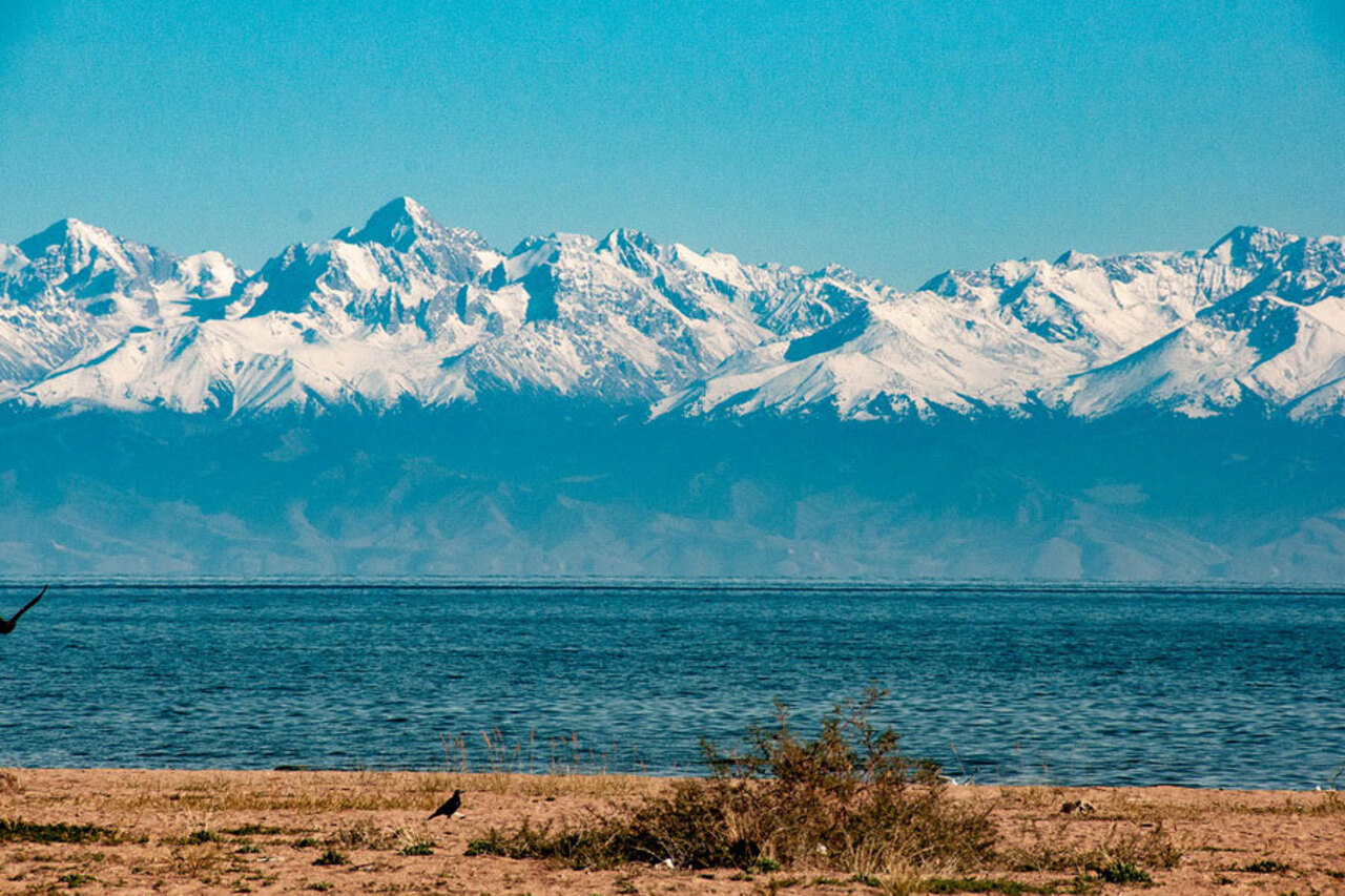 Иссык куль какая рыба водится
